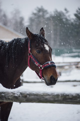 Wall Mural - Beautiful brown horse standing outdoors in the winter snowfall