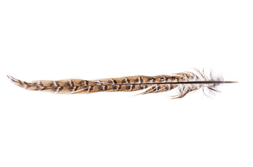 bird feather pheasant on white background