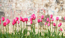 Pink Tulips At Grunge Brick Wall Background.