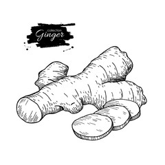 Wall Mural - Ginger root vector hand drawn illustration.  Root and sliced pie