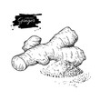 Ginger root vector hand drawn illustration.  Root and powder hea
