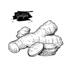 Wall Mural - Ginger root vector hand drawn illustration.  Root and sliced pie