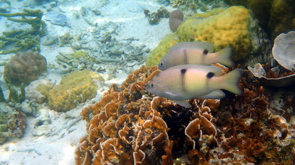 Pair of cichlids