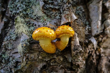 Two Shiny Yellow Fungi Outgrowing A Tree Bark, Talkeetna, Alaska