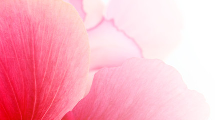 pink flower petal abstract background