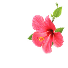 Flower Hibiscus Isolated On White Background