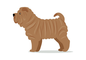 Sticker - Shar Pei in Stand on White Background