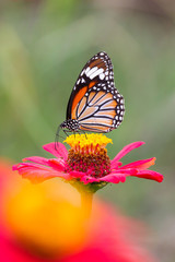 Poster - Butterflies, flowers, nature