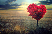 Red Heart-shaped Tree In The Field Against The Background Of A Decline.