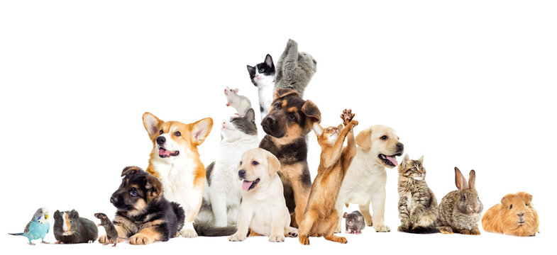 set pet looks