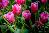Fototapeta Tulipany - Pink tulip flowers