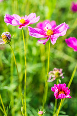 Wall Mural - Beautiful cosmos flowers