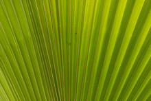 Background Texture Of Green Palm Tree Leaf For Writing Triumph Words. 