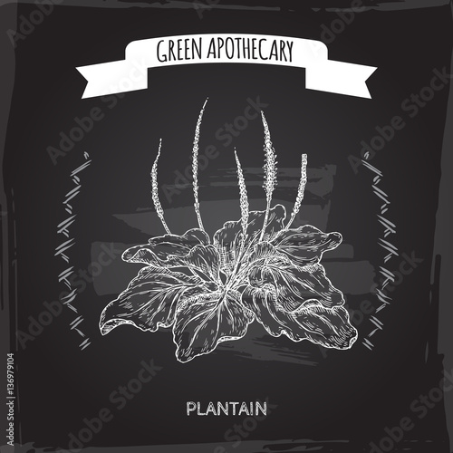 Fotografia, Obraz Plantago major aka broadleaf plantain or fleawort sketch blackboard background