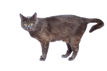  Gray cat on a white background