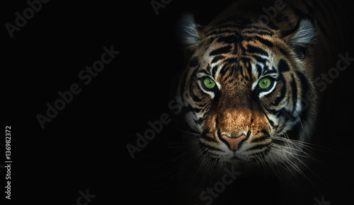 Fotografie, Tablou  close up on  tiger, black background