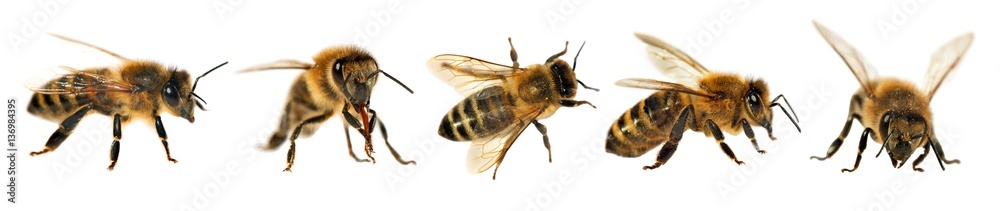 group of bee or honeybee, Apis Mellifera - obrazy, fototapety, plakaty 