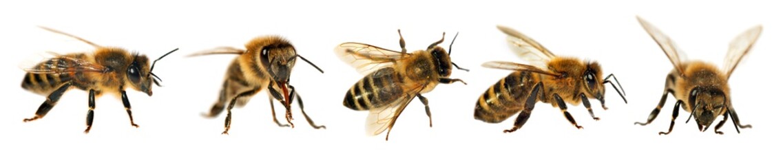 group of bee or honeybee, apis mellifera