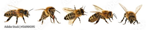 Fotomural group of bee or honeybee, Apis Mellifera