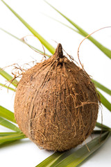 Whole coconuts and leaves on white