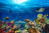 Fototapeta Do akwarium - colorful underwater coral reef background with many fishes turtle shark and marine life