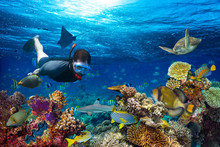 Young Male Snorkler Exploring Colorful Underwater World Coral Reef With Many Fishes Sea Turtle Shark Snorkling Background
