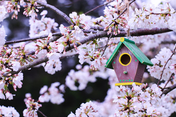 Wall Mural - Birdhouse hanging in tree with spring flowers