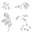 hand drawn set of oats, oatmeal, oat grain. sketch. Vector eps 8