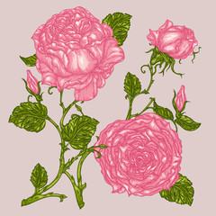 Wall Mural - Peony or rose flower in victorian etching style.