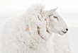 Beautiful isolated minimalist sheep portrait close up on white background.Profile view without ear tags.  Perfect for scandinavian interior design and wall decoration 