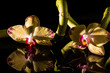 Orchideen mit Wasserspiegelung und Bambus