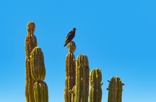 Turkey Vulture Perched On Saguaro Cactus In Baja Desert