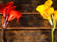 Ren And Yellow Canna Flower On Wooden Background