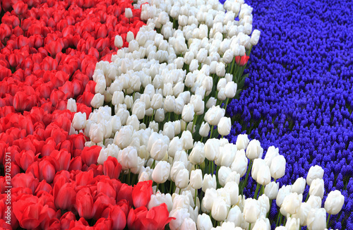 Holland Flag Formed From Flowers Red And White Tulips And Blue