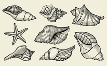 Seashells Hand Drawn Set.