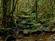 Small stream flowing through a mossy green overgrown forest in the Cochamo valley in Southern Chile