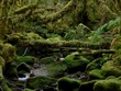 A thick, mossy, green, overgrown forest in the Cochamo valley in Southern Chile