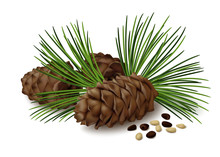 Pine Cones With Nuts And Pine Needles On White Background