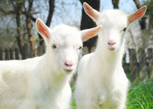 Two White Young Goats Standing Among Green Grass On A Warm Spring Day. Two Brothers Standing Beside One Another And Looking With Joy And Happiness