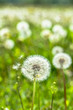 Spring meadow with dandelion seeds on green blurry background
