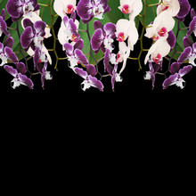 Beautiful Floral Background Of White And Purple Orchids 