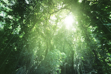 Canvas Print - Jungle of La Digue island, Seychelles