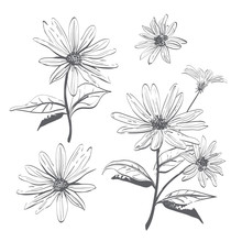 Vector Drawing Flowers Hand-drawn Chamomiles, Daisies. Jerusalem Artichoke Flower. Botanical Drawings, Coloring Page, Flowers On White Background