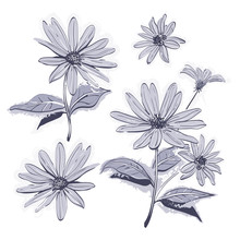 Vector Drawing Flowers Hand-drawn Chamomiles, Daisies. Jerusalem Artichoke Flower. Botanical Drawings Watercolor Stylization, Monochrome Gray Flowers On White Background