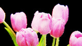 Fototapeta Tulipany - Wet Purple Tulips