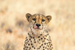 Portrait of a sad cheetah