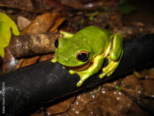 pix Australian Red Eyed Tree Frog adobe stock