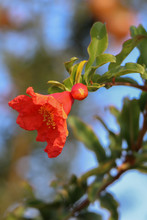 Pomegranate Flower With Bud