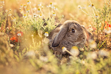 Bunny on camomile meadow