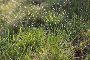 Sunlight in drops of morning dew on green spring grass